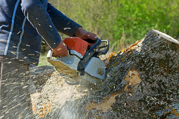 Tree Service Company in Fletcher, NC